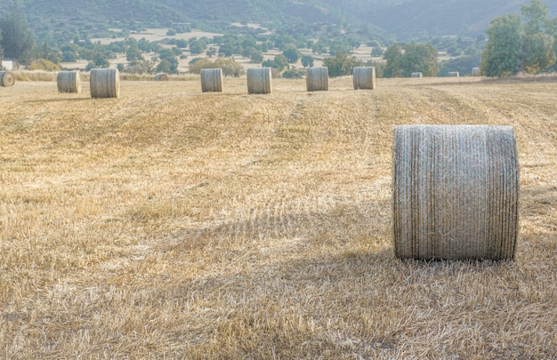 Pile di fieno in un campo di erba secca tagliata. Paesaggio del raccolto estivo, soft focus