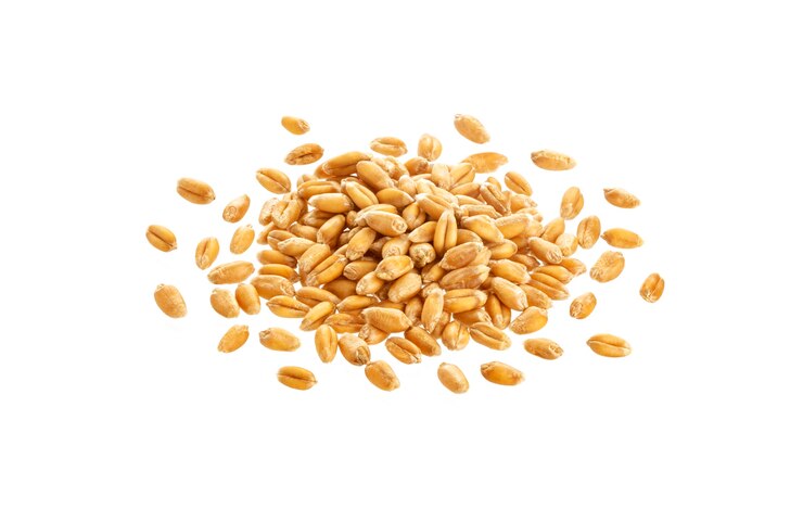 Photo pile of wheat seeds isolated on white