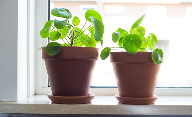 Pilea peperomioides, pianta cinese di denaro, pianta di Ufo o pianta di pancake in primo piano della decorazione della casa di design moderno retrò