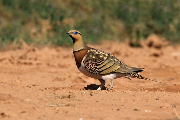 Pin-tailed sandgrouse maschio in una steppa di Aragona, in Spagna, in una pozza d'acqua in estate