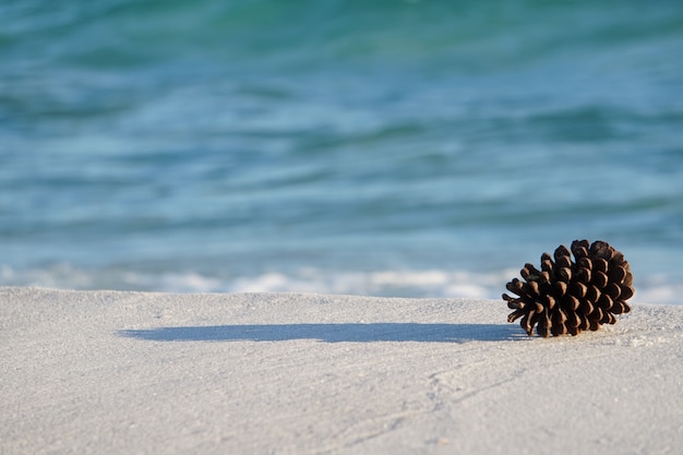 Pine Cone on Sand Dune