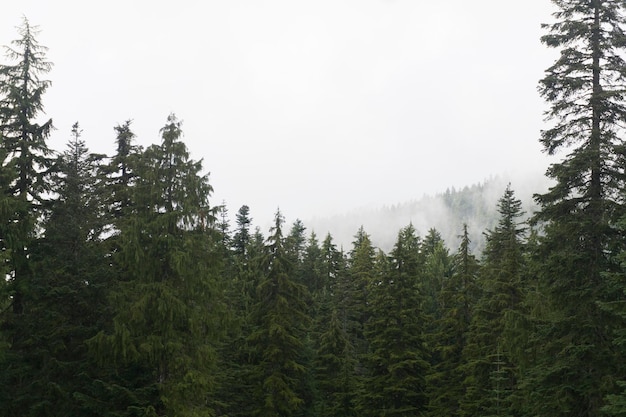 Pine Forest Landscape