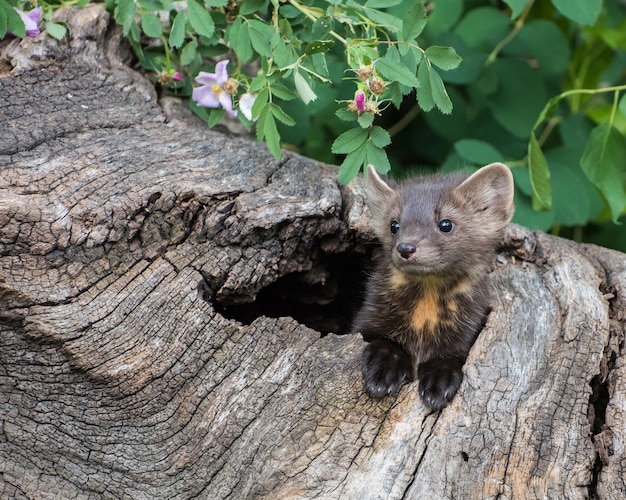 Pine Marten Kit Guardando fuori dalla sua tana