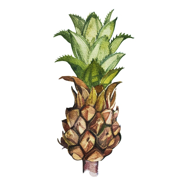 Pineapplelooking at shelf Set tropicale, schizzo ad acquerello