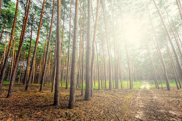 Pineta alberi natura legno verde luce solare sfondi