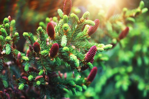 Pineta Alberi nella foresta Rami di abete con pigne Riflesso del sole