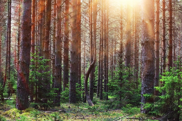 Pineta Alberi nella foresta Rami di abete con pigne Riflesso del sole