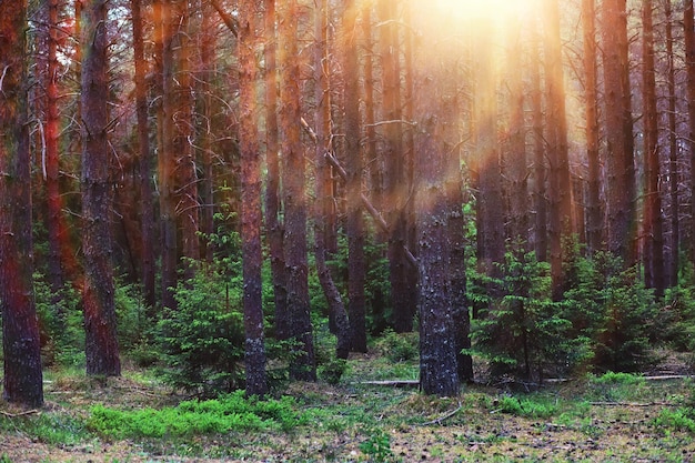 Pineta Alberi nella foresta Rami di abete con pigne Riflesso del sole