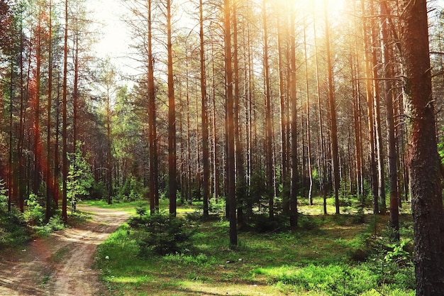 Pineta Alberi nella foresta Rami di abete con pigne Riflesso del sole