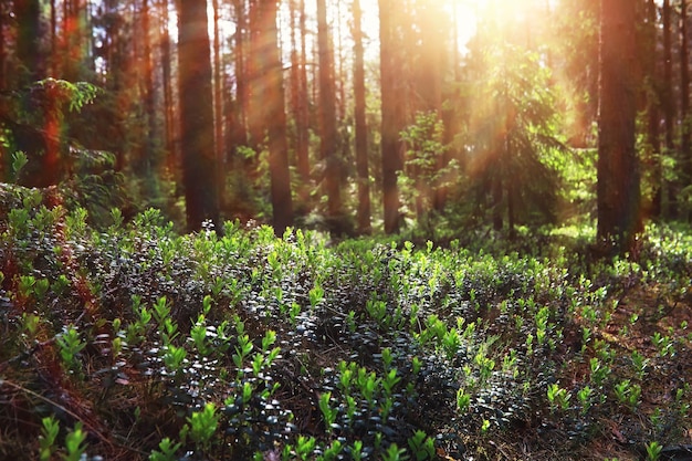 Pineta Alberi nella foresta Rami di abete con pigne Riflesso del sole