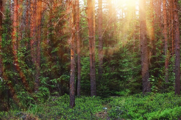 Pineta Alberi nella foresta Rami di abete con pigne Riflesso del sole