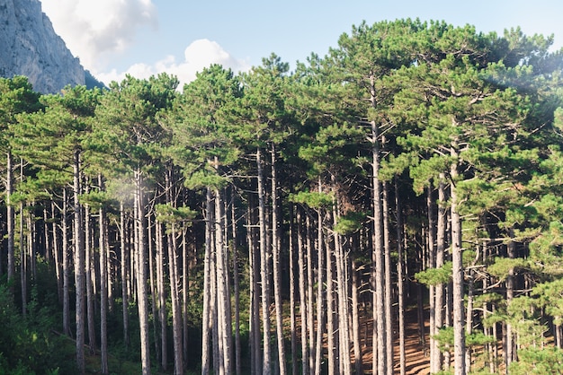 pineta bosco di conifere conifere