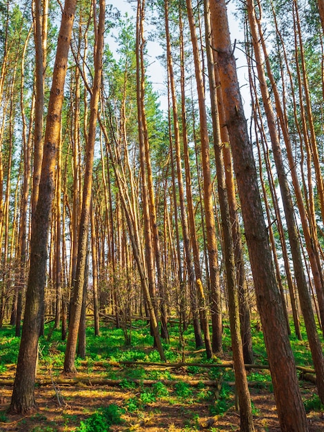 Pineta con bellissimi alberi di pino alto contro altri pini