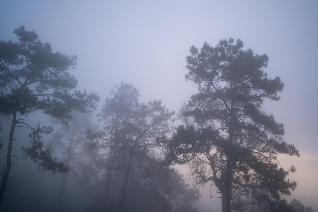 Pineta con fitta nebbia