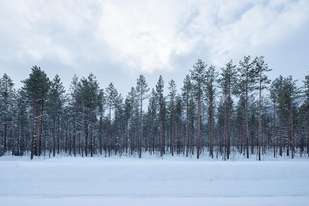 Pineta con neve coperta dalla strada nella stagione invernale in una giornata nuvolosa