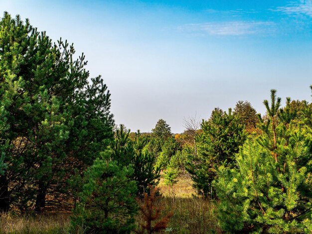 Pineta contro il cielo blu all'orizzonte