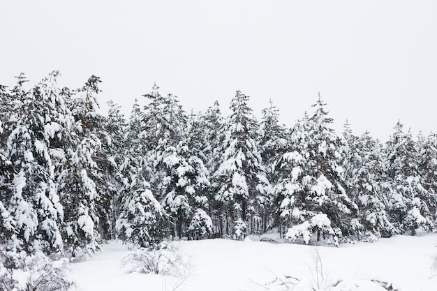 pineta d&#39;inverno, sfondo naturale, paesaggio invernale, sentimento di aria fresca