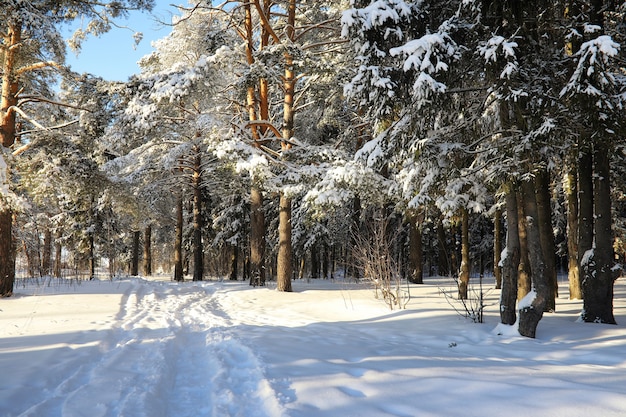 Pineta dopo una forte tempesta di neve in una soleggiata giornata invernale