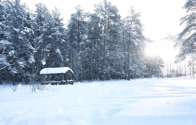 Pineta dopo una forte tempesta di neve in una soleggiata giornata invernale