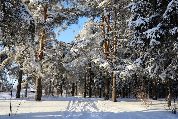 Pineta dopo una forte tempesta di neve in una soleggiata giornata invernale