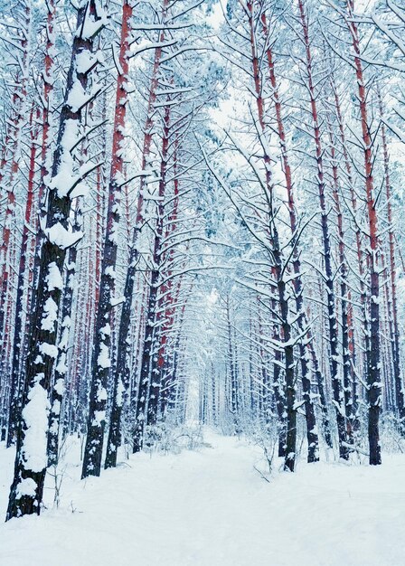 Pineta in inverno. Alti alberi coperti di neve