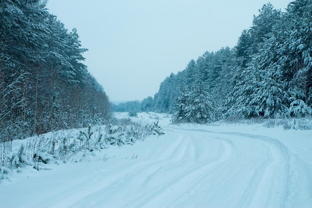 Pineta in inverno. Strada rurale coperta di neve