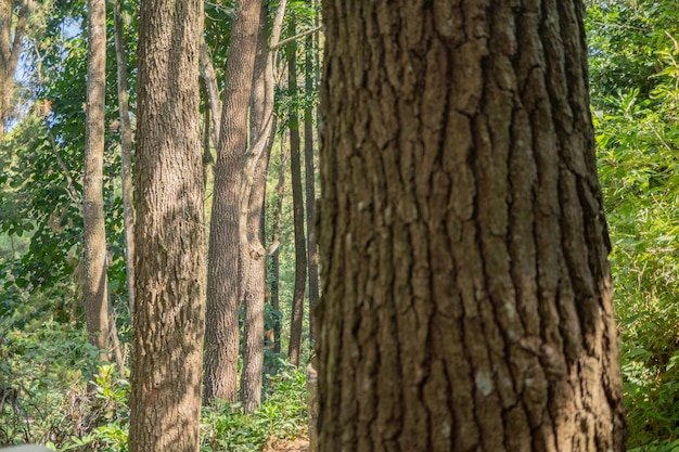 Pineta in primavera che sul sentiero per escursioni in montagna