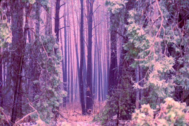 Pineta innevata in inverno nel colore viola alla moda