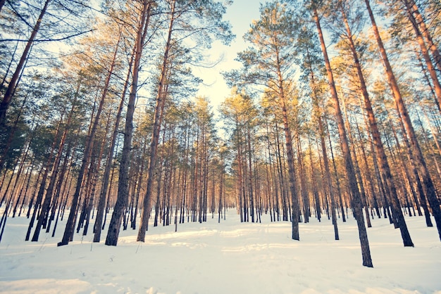 Pineta invernale illuminata dal sole Tonica