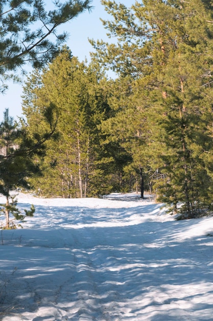 Pineta invernale in una luminosa giornata di sole con cielo azzurro sullo sfondo