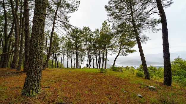 Pineta mediterranea con laghi sullo sfondo in un ambiente nebbioso