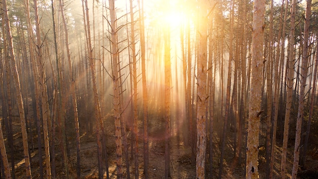 Pineta mistica di autunno con nebbia gialla