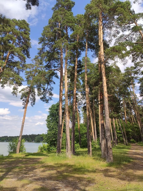 Pineta natura sfondo cielo blu