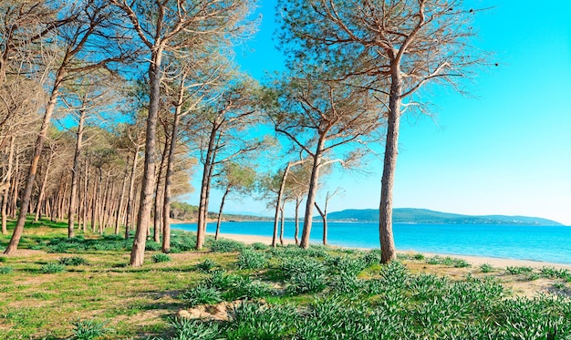 Pineta nella spiaggia di Mugoni Sardegna