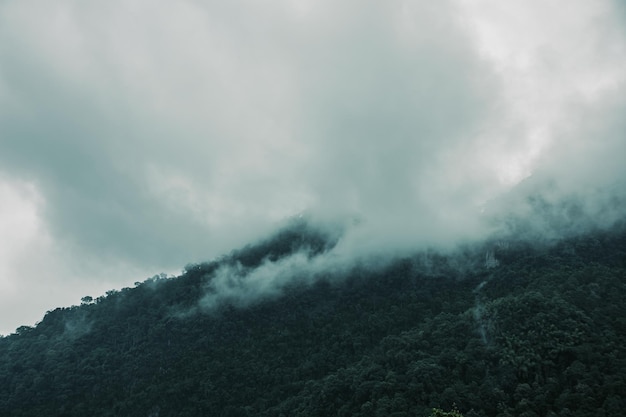 Pineta nella stagione delle piogge con sfondo denso di nebbia per storie su naturexA