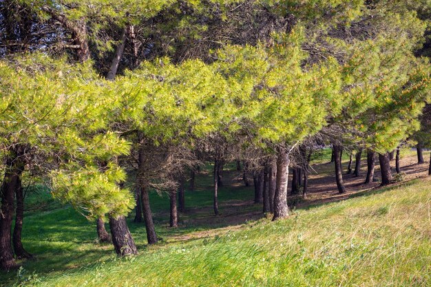Pineta Pinus pinea grove Natura paesaggio