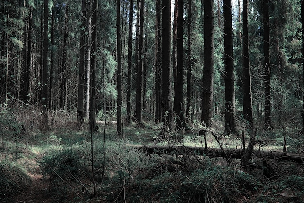 Pineta. Profondità di una foresta. Viaggio attraverso i sentieri della foresta. Alberi senza fogliame all'inizio della primavera. Trekking attraverso la riserva.