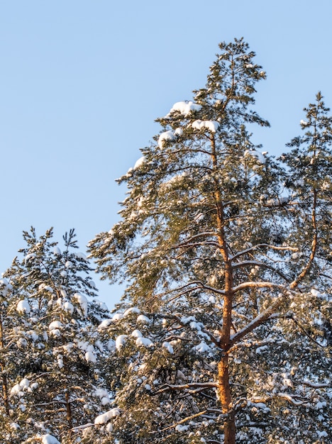 Pineta ricoperta di neve fresca durante l'inverno natale in una giornata gelida soleggiata