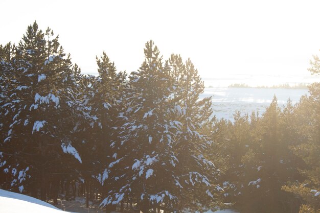 Pineta ricoperta di neve