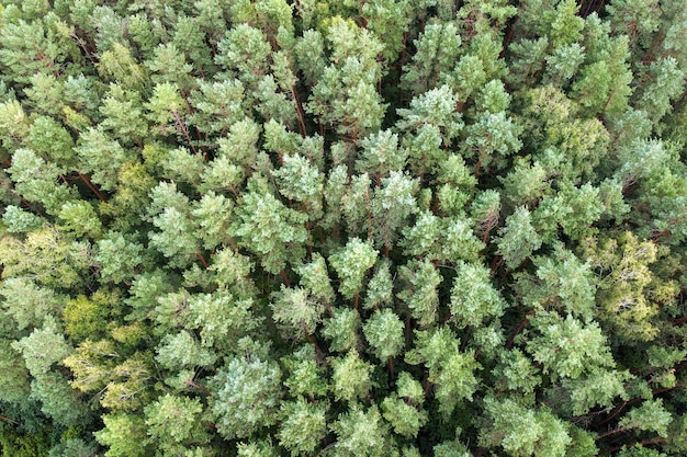 Pineta sempreverde, vista aerea. Foresta di conifere. Alberi di pino verdi, paesaggio estivo