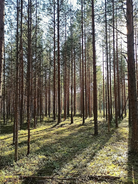 Pineta sotto i raggi del sole al tramonto.