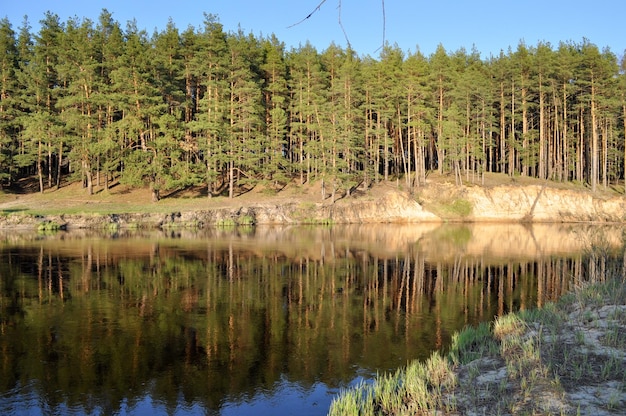 Pineta sulla sponda sabbiosa del fiume