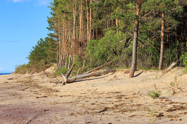 pineta sulle rive del Mar Baltico