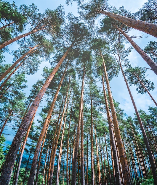 Pineta vista dal basso con cielo azzurro