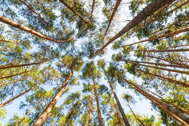 Pineta vista dal basso