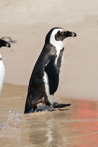 Pinguini africani a Boulders Beach