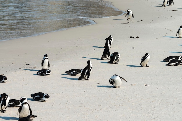 Pinguini africani a Simonstown Sud Africa