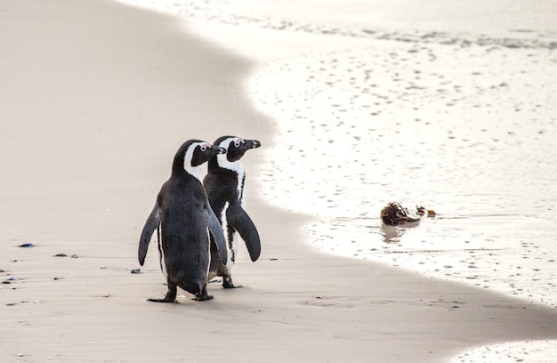 Pinguini africani su una spiaggia sabbiosa