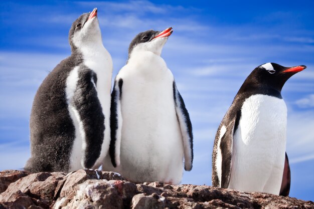 Pinguini che riposano in Antartide