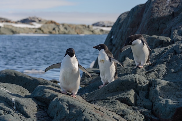 Pinguini di Adelia sulla spiaggia